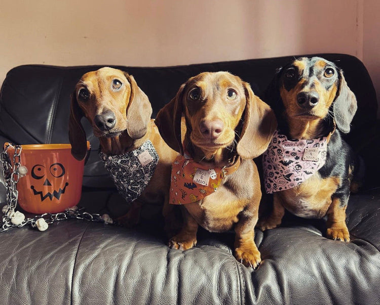 Halloweenie