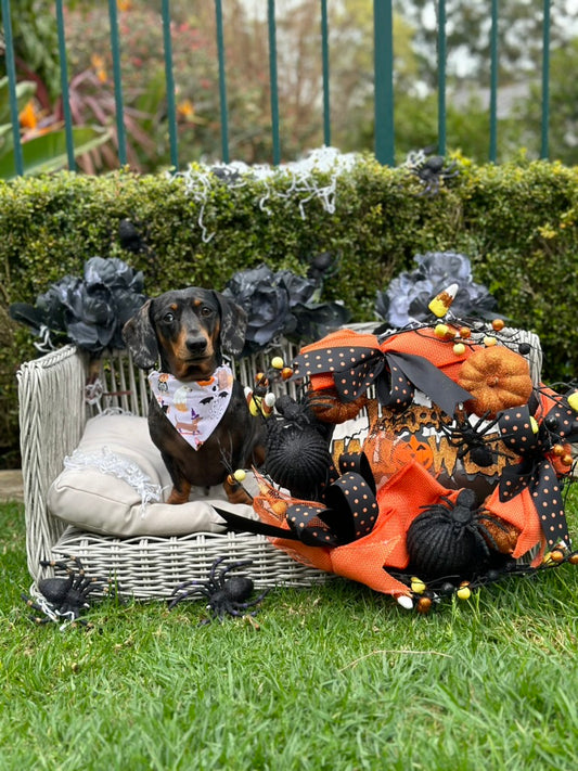 Tricks for Treats Bandana