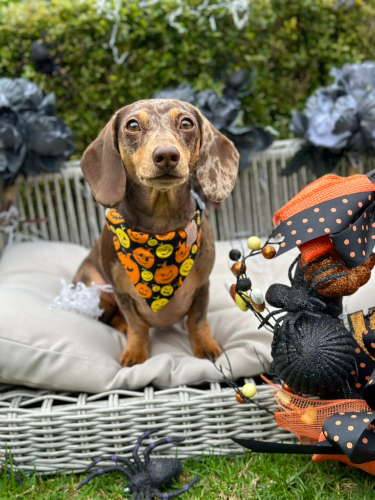 Jack-o'lantern Bandana