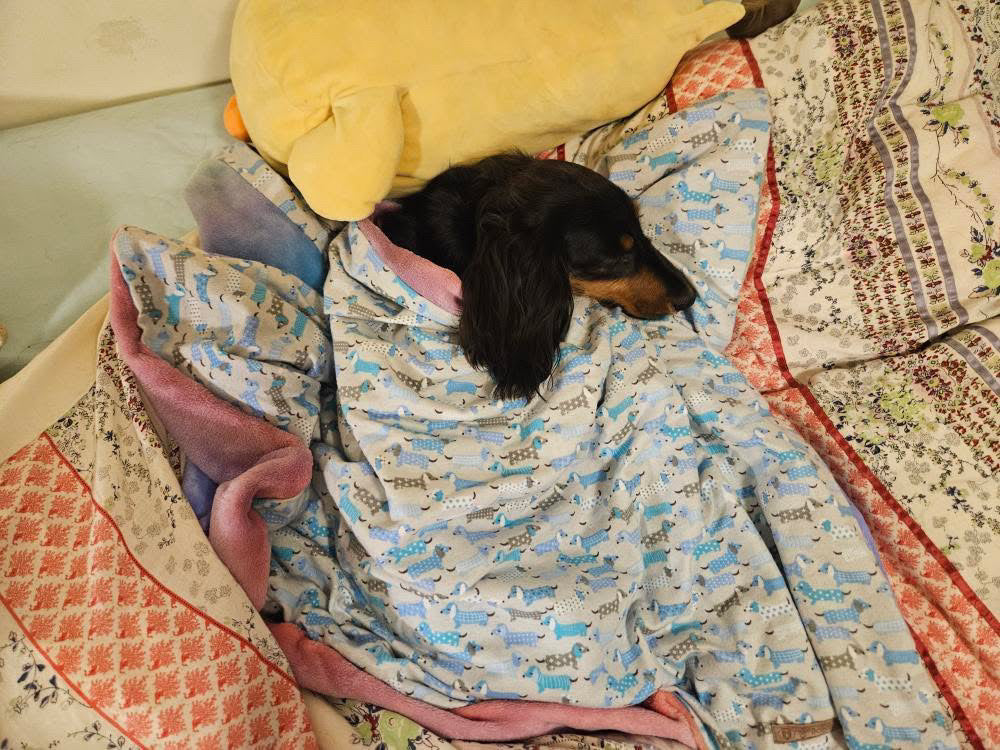 Blue Dachie Blanket