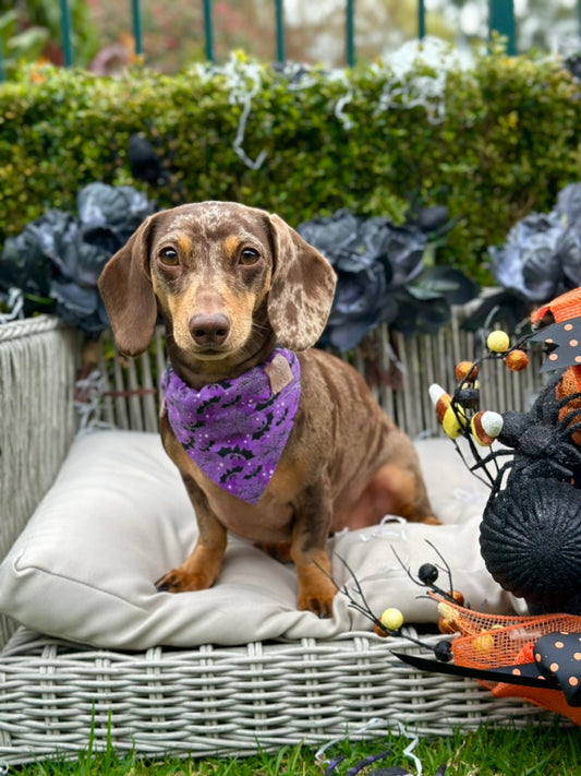 Bat Cave Bandana