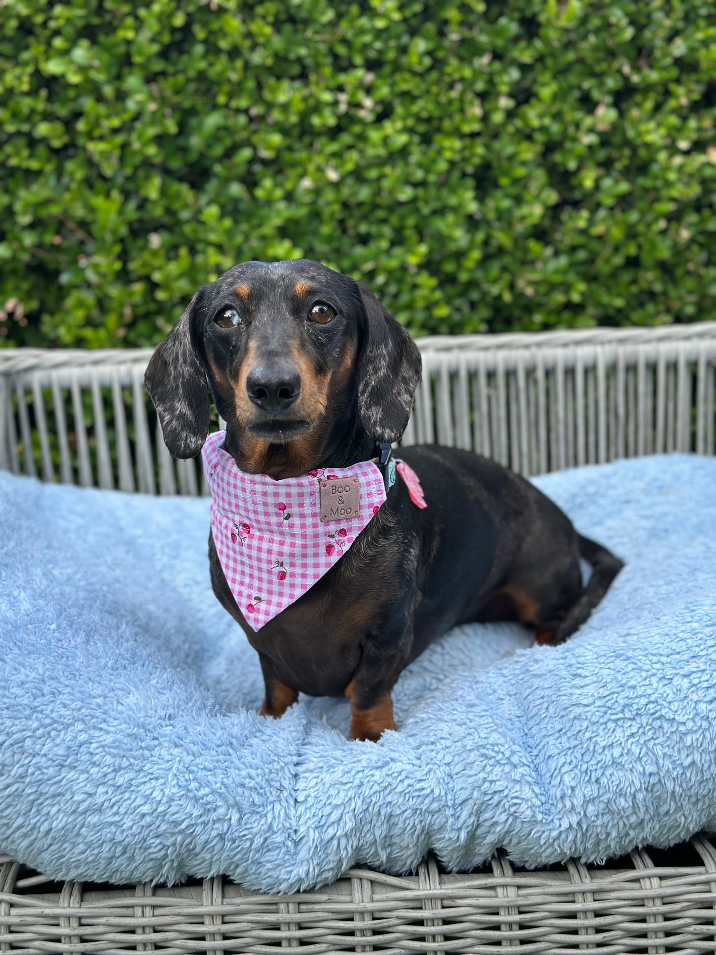 Strawberry Breeze Plaid Bandana